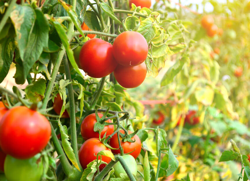 Municipal water reuse in agriculture